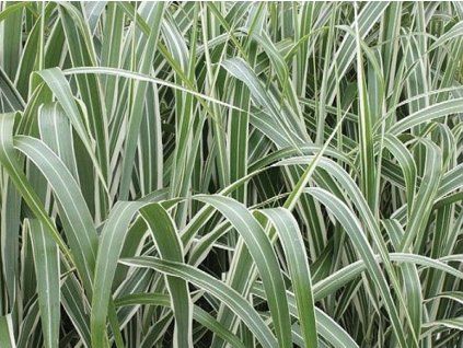 54810 Chinaschilf Miscanthus sinensis 'Cosmopolitan'