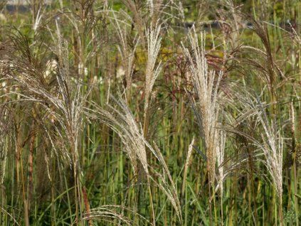Miscanthus Malepartus