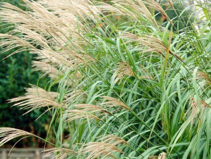 54885 ozdobnice cinska silberfeder miscanthus sinensis silberfeder