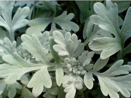 pelyn�k st��b�it�