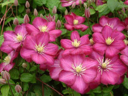 clematis ville de lyon 83623 1
