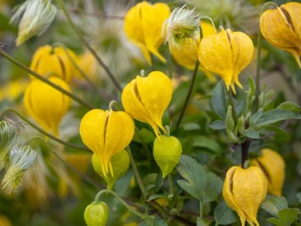 55794 2 plamenek tangutsky