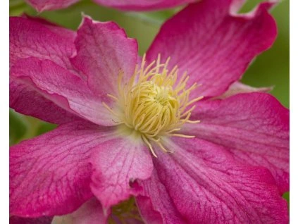 Clematis asao (2)