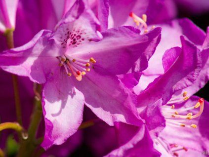 Rhododendron Royal Lilac (1)