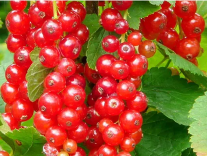 Sn�mek obrazovky (47)