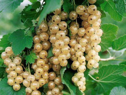 Johannisbeere Ribes Rubrum Weiße Versailler