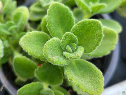 60006 2 Eukalyptus-Rhizom