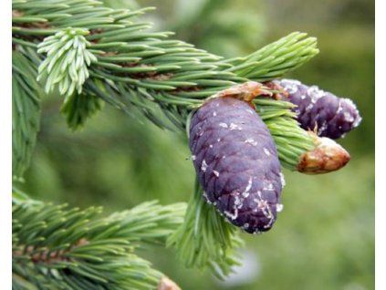 61095 1 Fichte Buchsbaum