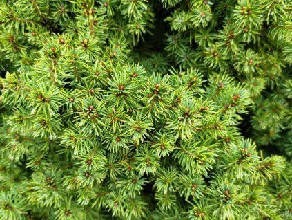 Picea glauca 'Conica' (3)
