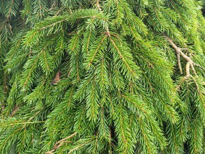 Picea abies 'Formanek' (3)