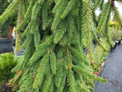 Picea abies 'Inversa' (4)