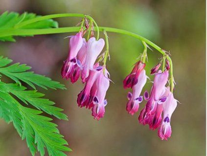 kleinblütiges Herzkraut