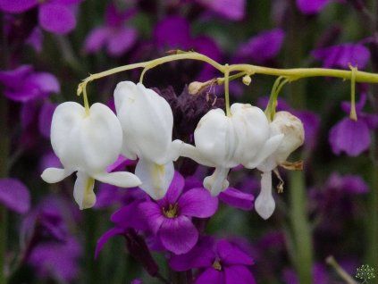 Dicentra spectabilis Alba (1)