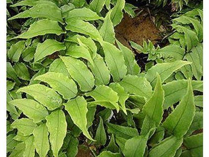 61458 1 Glückssichel