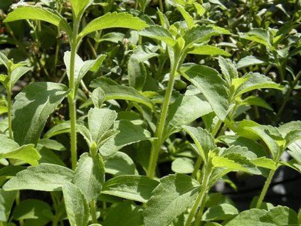 Stevia