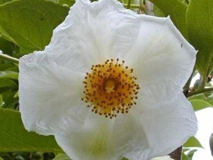 koreana