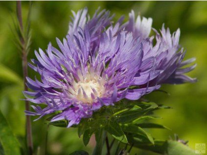 stokesia