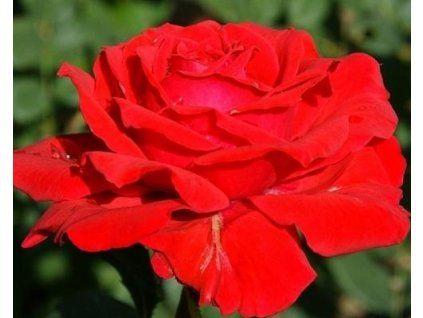 61542 1 Rosenbaum Aida