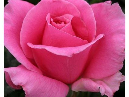 61560 1 Rosenstämmchen Eiffel Tower