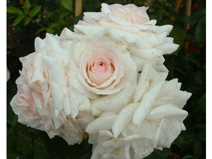 61608 1 stromkova ruze previsla swan