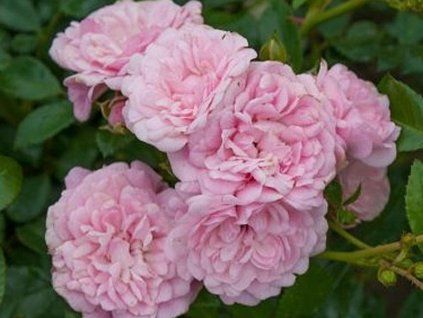 Rose 'The Fairy' (Container C2)