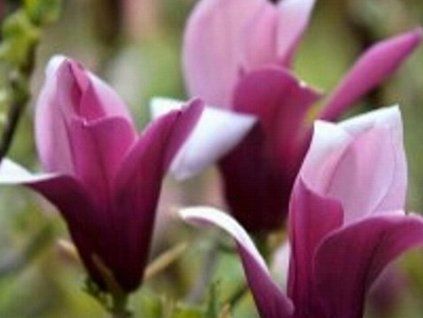 lilac g