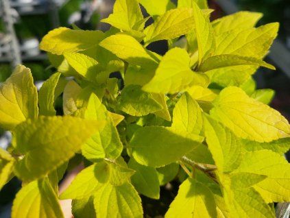 62238 Salbei-Honigmelone