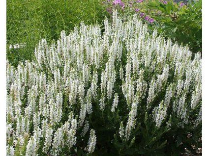 62250 1 Salbei Heini Adrian