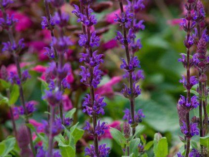 Salvia Caradonna (2)