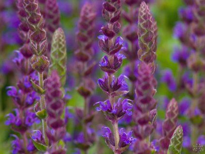 Salvia Ostfriesland