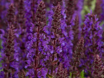 Salvia nemorosa 'Sensation Deep Blue'