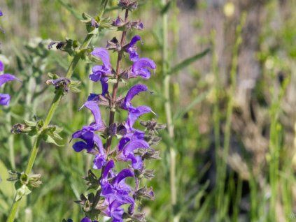 Salvia pratensis (2)
