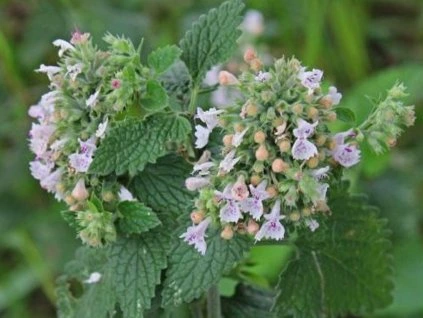 62406 2 santa kocici