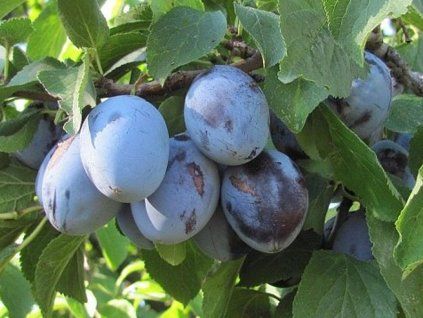 62742 svestka domaci