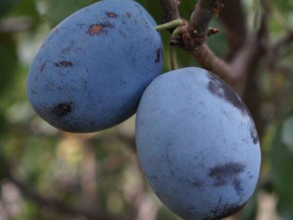 62769 svestka empress