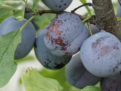 62859 svestka katinka