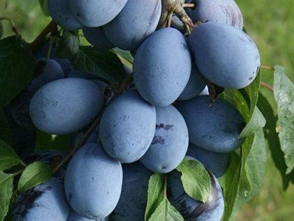 62868 svestka presenta