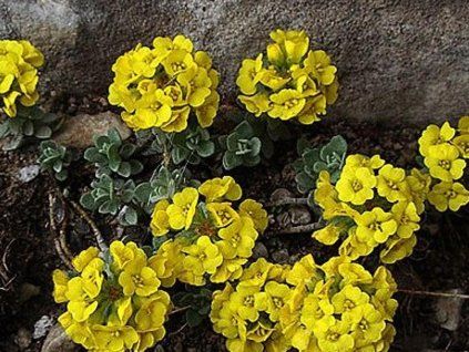 keulenförmiges Blatt