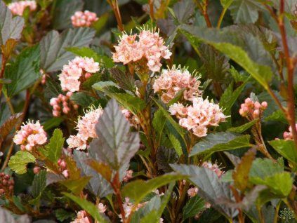 Physocarpus Kleiner Teufel (2)