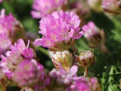 armeria