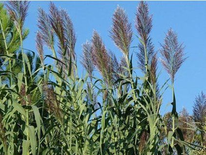 Arundo