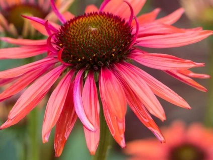 Echinacea Hot Lava 2