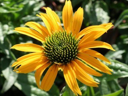 t�apatka �lut�