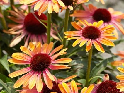 Echinacea Rainbow Marcella 2