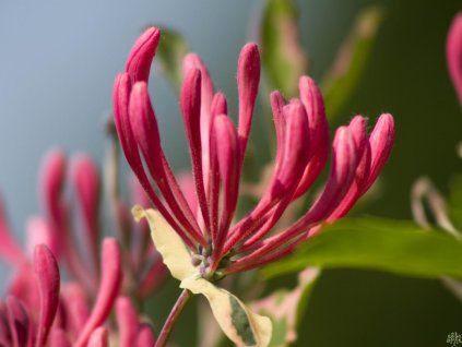 Lonicera Harlequin
