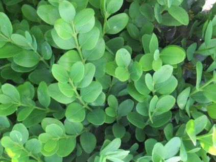 buxus sempervirens 3 1