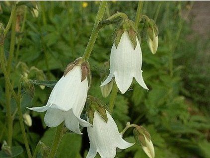 �esn��kolist�