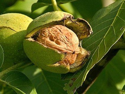 68991 oresak kralovsky