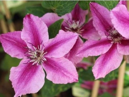 69549 2 plamenek benikomachi