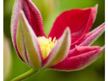 clematis hoshi no flamenco